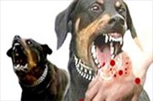 Tiêm ngừa 21 người bị chó dại cắn trong một ngày tại TP Hà Tiên